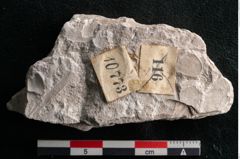 Foto (Detailansicht) von Dictyopteris brongniarti Gutb. (NHMW-GEO-2024-0188-10773)